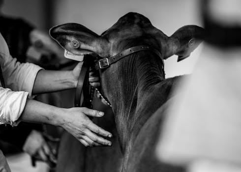 Cultivating Peace of Mind: Your Guide to Finding the Right Farmers Insurance Near You