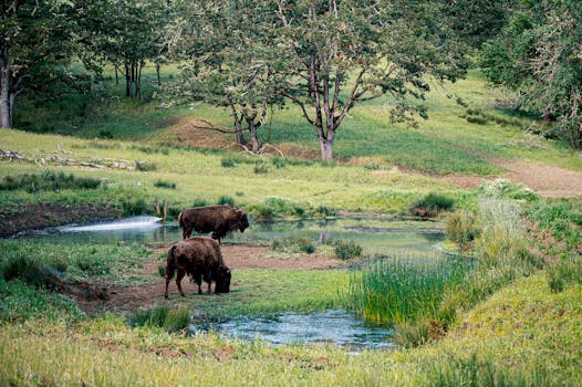 Beyond the Herd: Unlocking the Power of Bison Loans